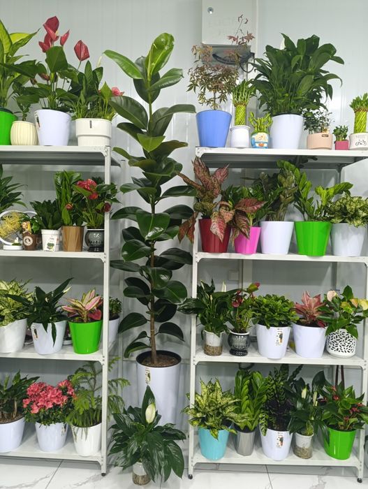 Gul stelajlar sotiladi. Temirdan ishlangan. Oʻzimniki . Narxi 850.000