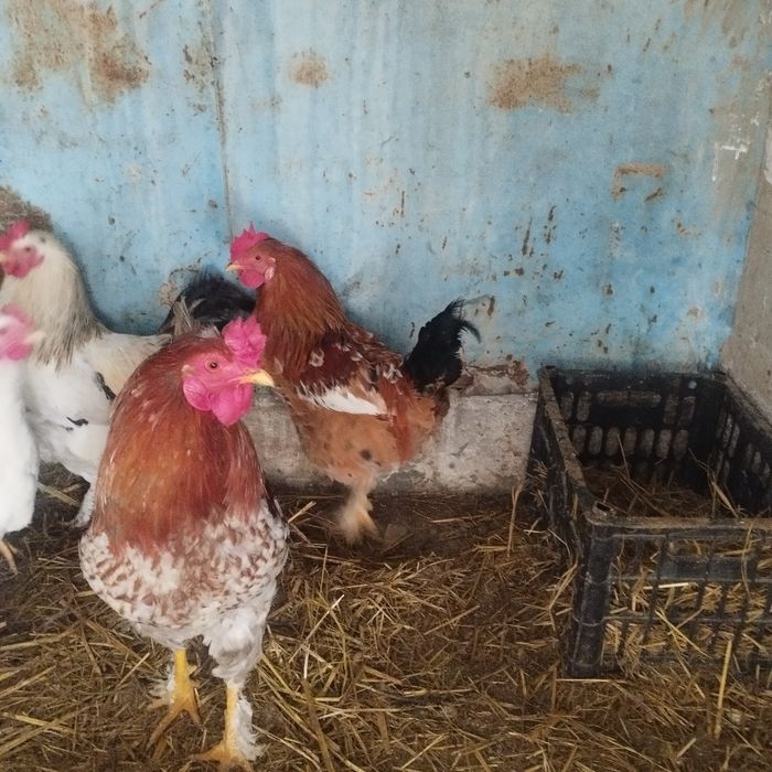 Продам куры домашние