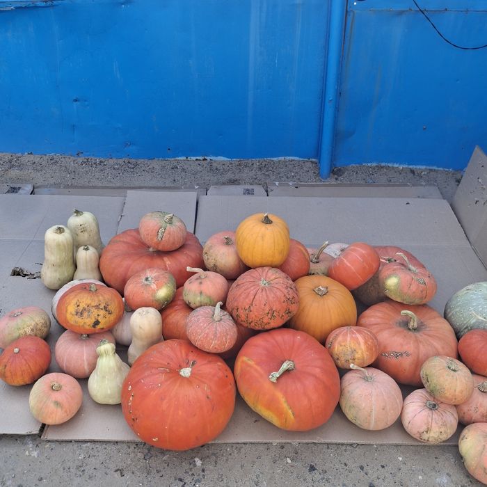 Продам домашние тыквы свежие .