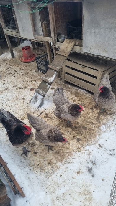 Vând ouă pentru incubat de la găini Australorp albastru.