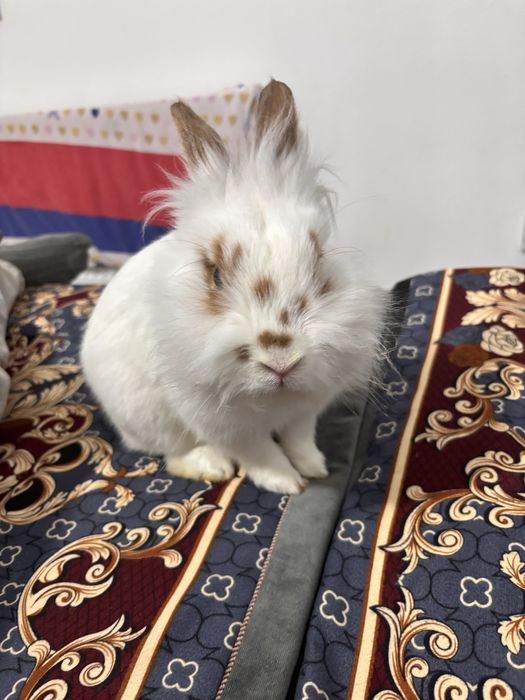 Кролик с едой с клеткой и тд