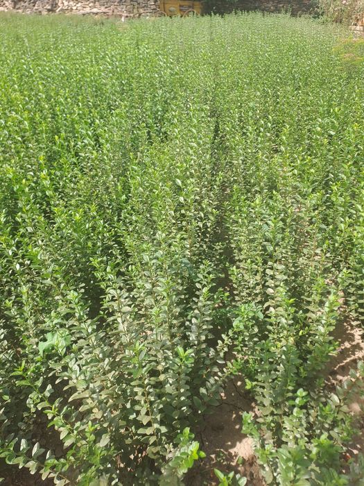 Лигуструм на гол корен