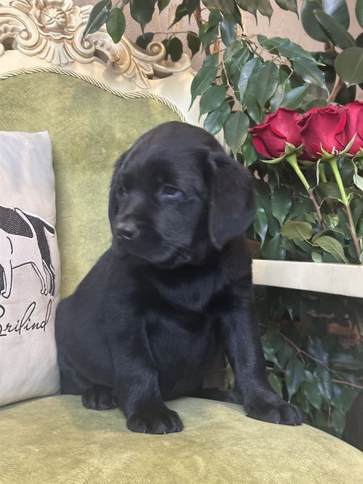 Щенки лабрадора, питомник, документы