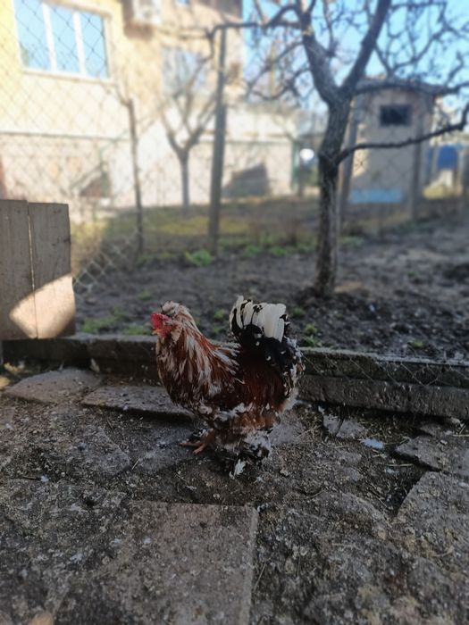 Струмски Петел порцелан 3-цветен