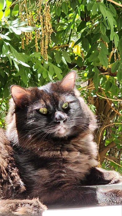 Котята от породистых родителей