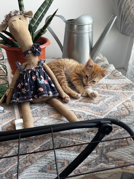 Отдам котенка в добрые руки