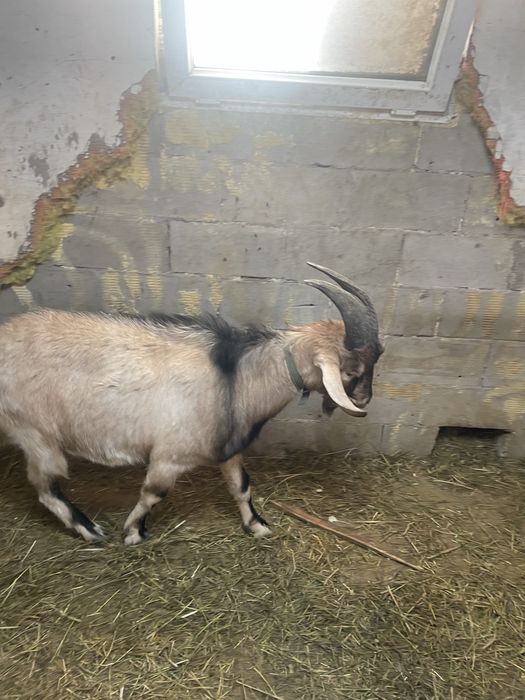 Продается козел, молодой, крепкий