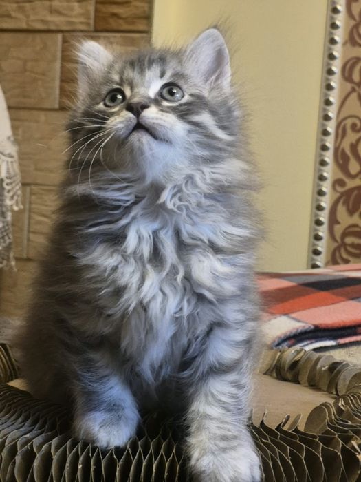 Сибирский мальчик