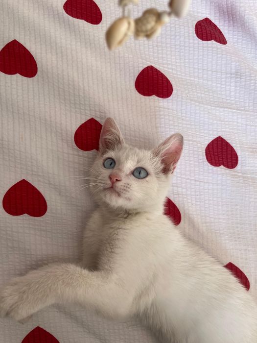 Отдам кошку бесплатно