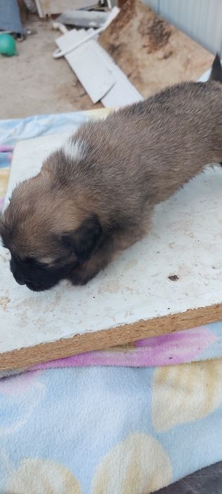 Отдам щенят в добрые руки