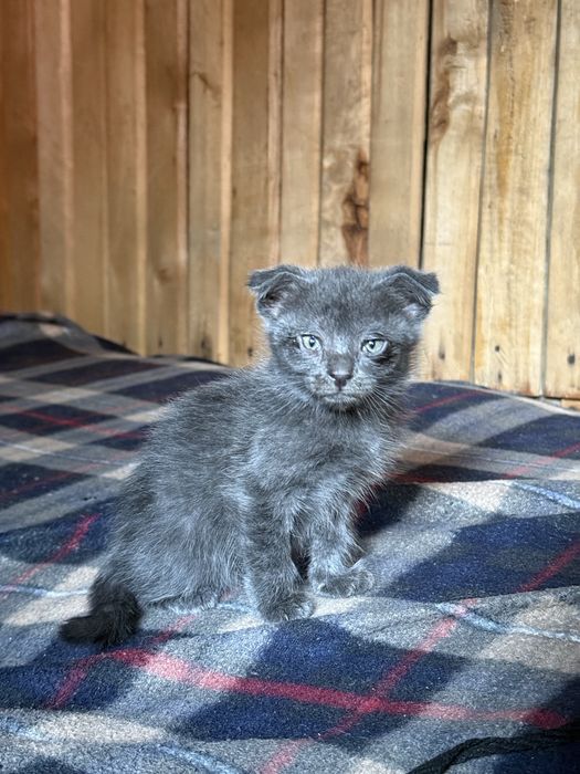 Отдам котят даром