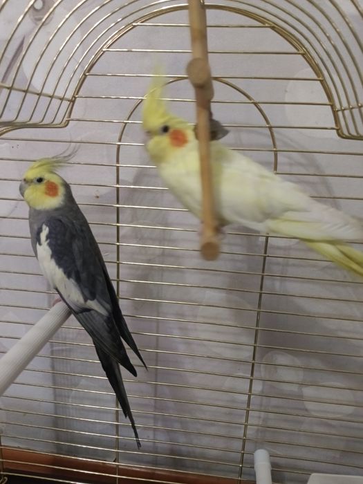 Продам двух попугая Корелла