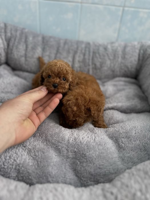 Poodle Toy/Пудел Той