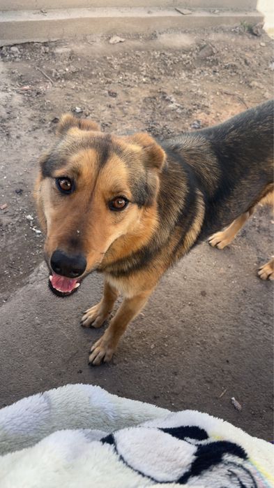 Donez catelusa metis ciobanesc german