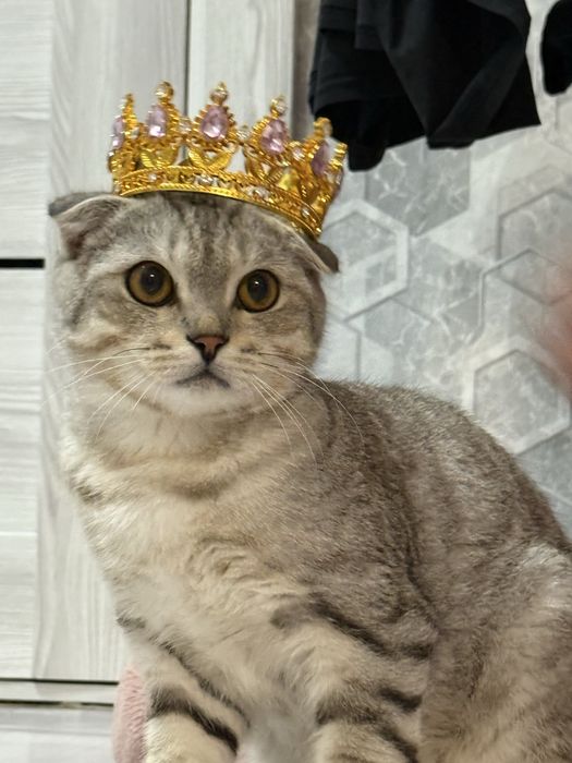 продам породистого котенка