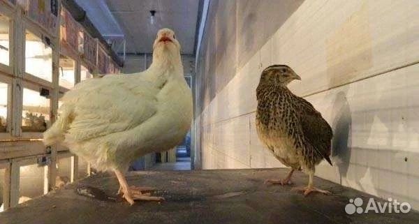 Яйцо инкубационноя белая гигант перепелка бедана тухуми инкубаторга