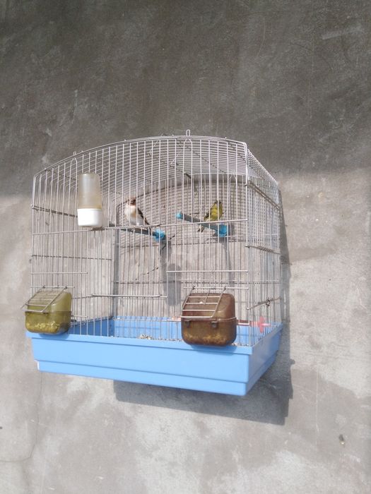 Duragay sava sotiladi