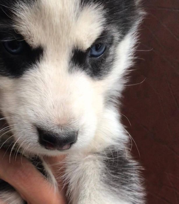 Продам щенков хаски. Родители с щенками.