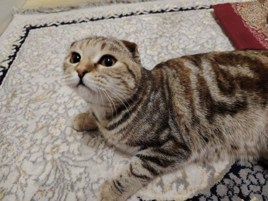 Продаём кошку девочку