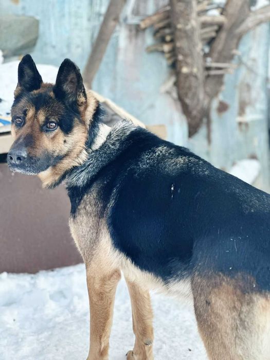 Отдам в добрые руки овчарку