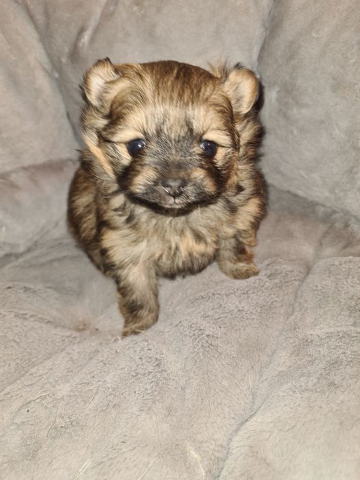 Продам щенка шпица.