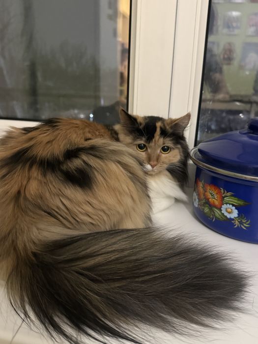 Отдам кошек в добрые руки