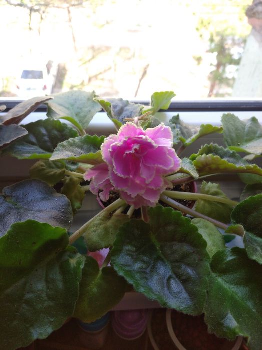 Красивые фиалки к 8 марта