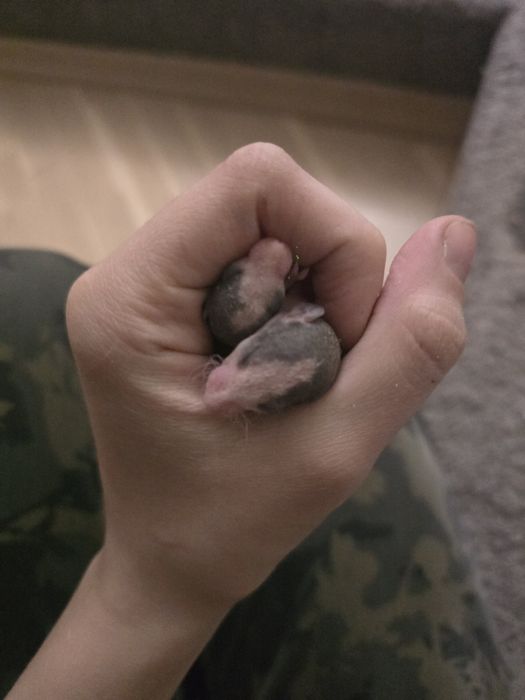 Крысята домашние, не на корм