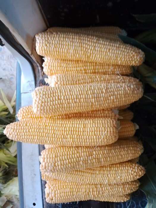 Shirin Makka joʻxori