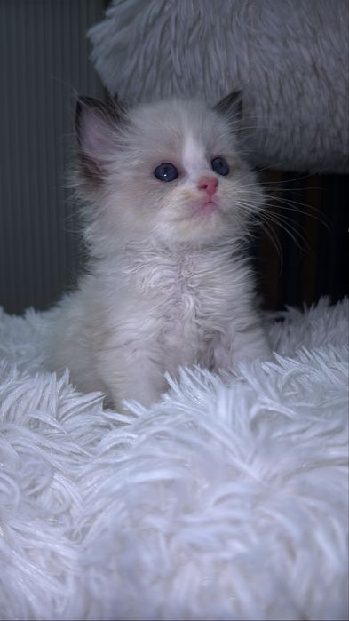 Рэгдолл. Regdoll. Рэгдолл.