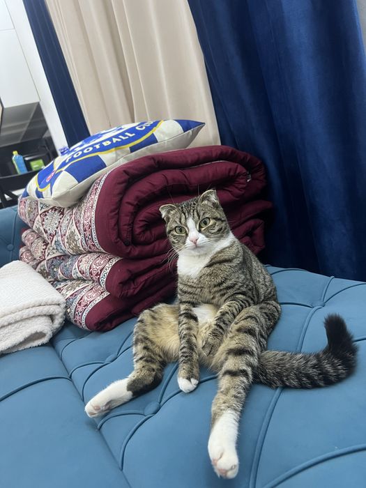 Котик Вислоухо 10.000