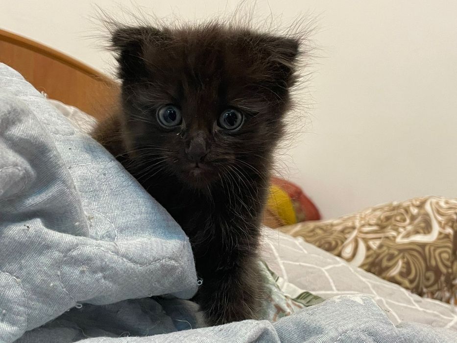Чёрные шотландские котята