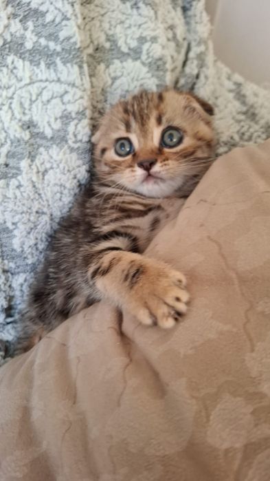 Мальчики скоттиш фолд