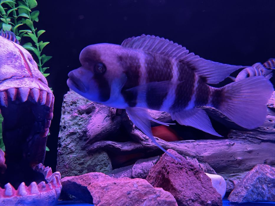 Фронтоза пара рыбки