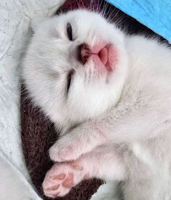 Котята британские шиншиллы