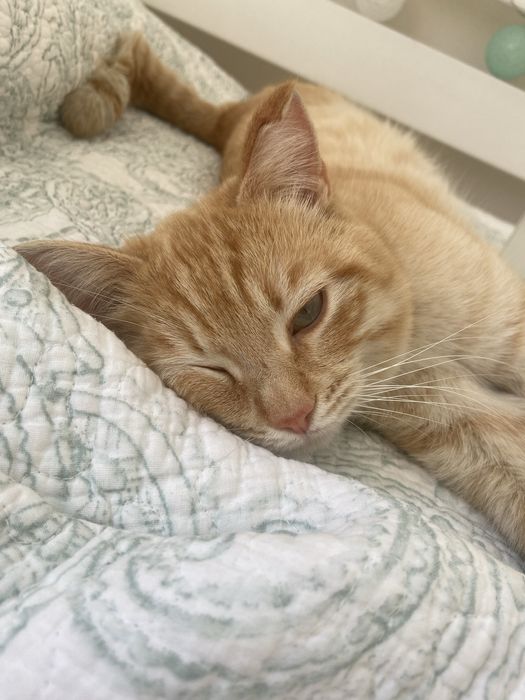 Котик Рыжик ищет дом