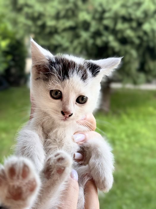 котята ,отдадим в хорошие руки