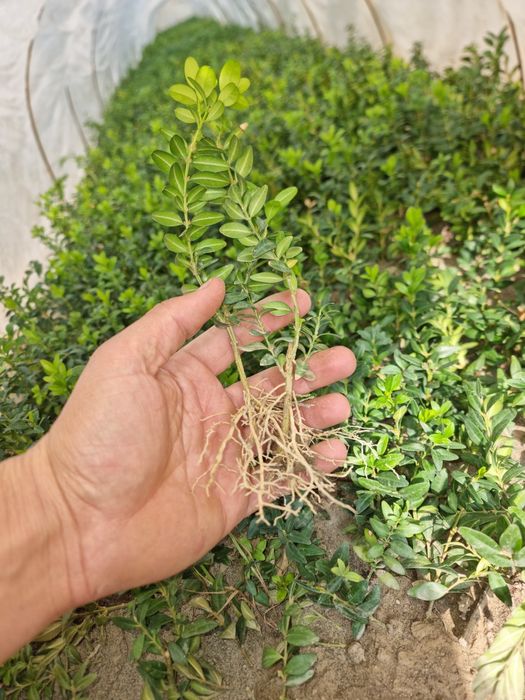 Sifatli Qushtli shamshodlar sensasi