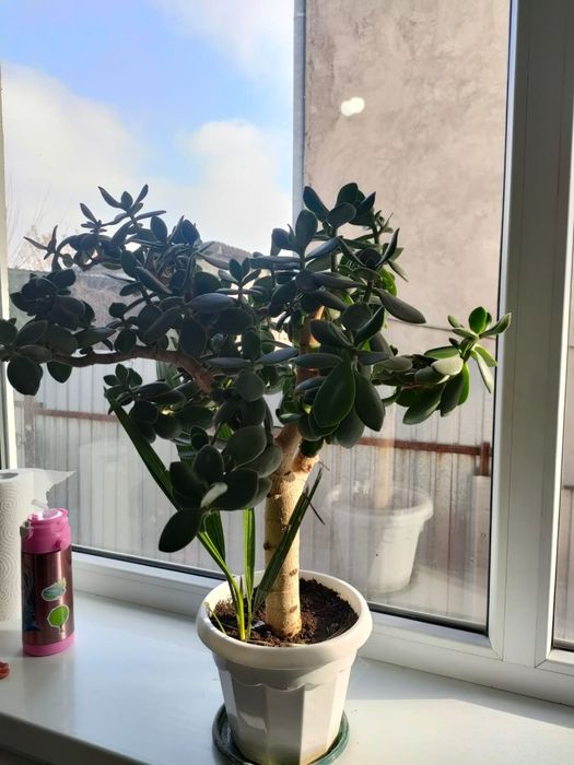 Денежное дерево - цветок