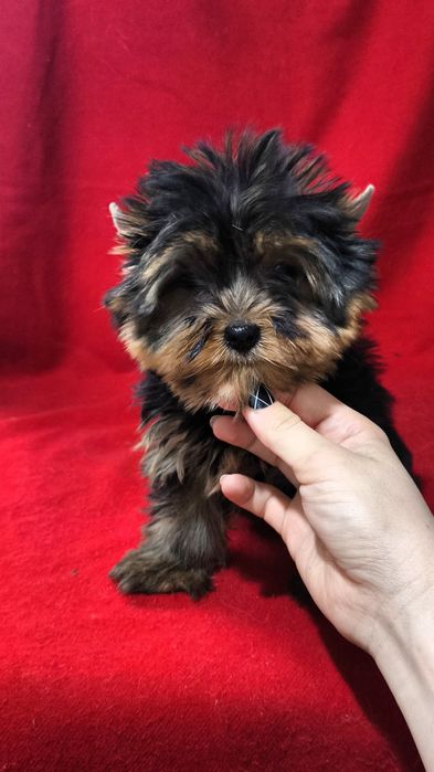 Щенки Йоркширского терьера