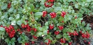 Aronia, Afin Siberian (Lonicera) si Merisor