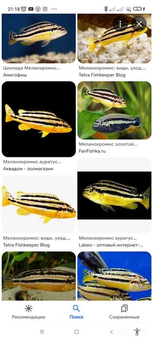 Мальки ауратус и лабидохромис еллоу