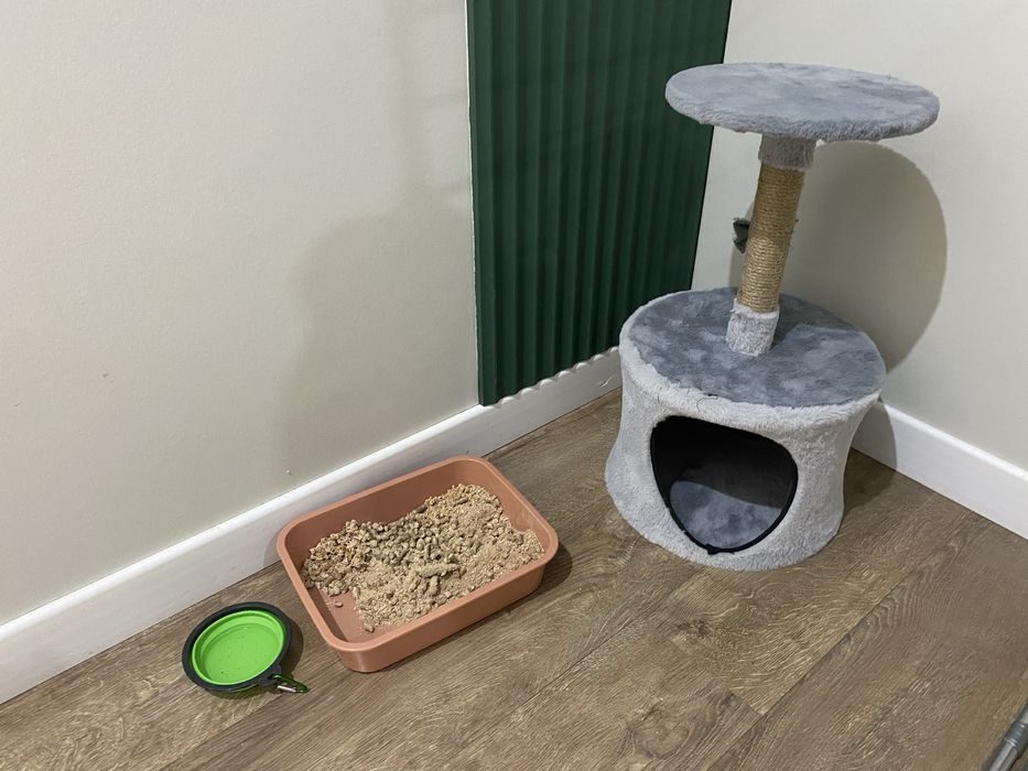 Отдам котенка в добрые руки