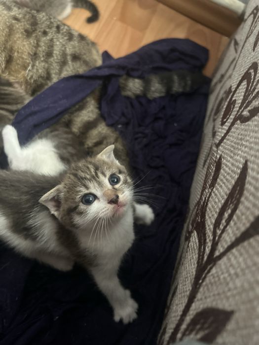 вислоухие котята
