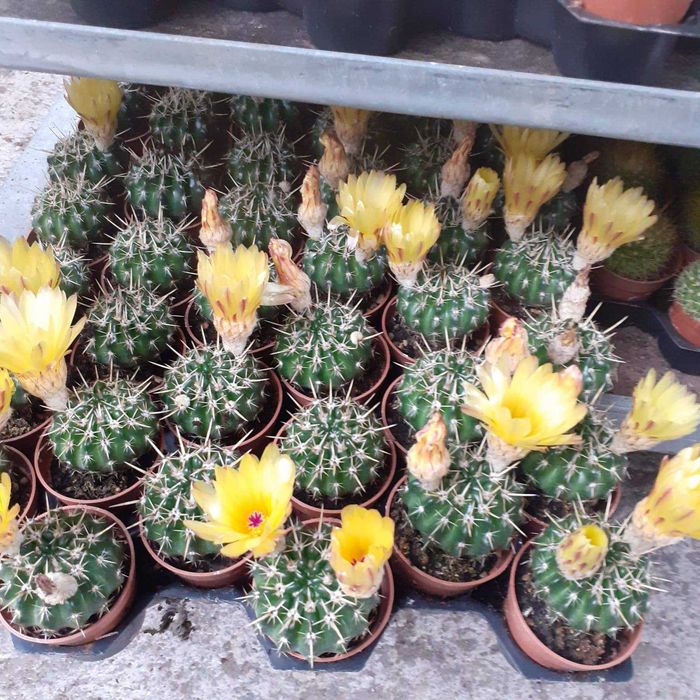 Cactuși și plante suculente