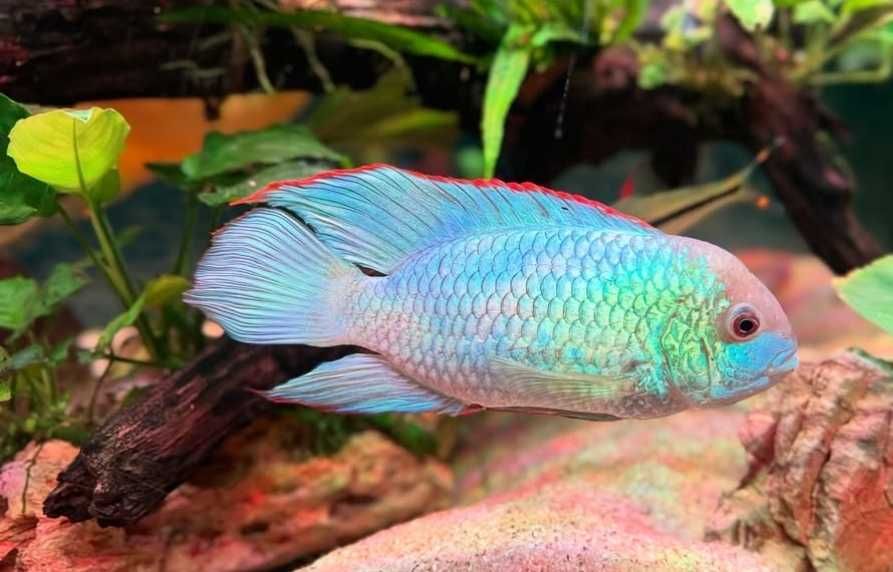 Наннокара Блю Неон