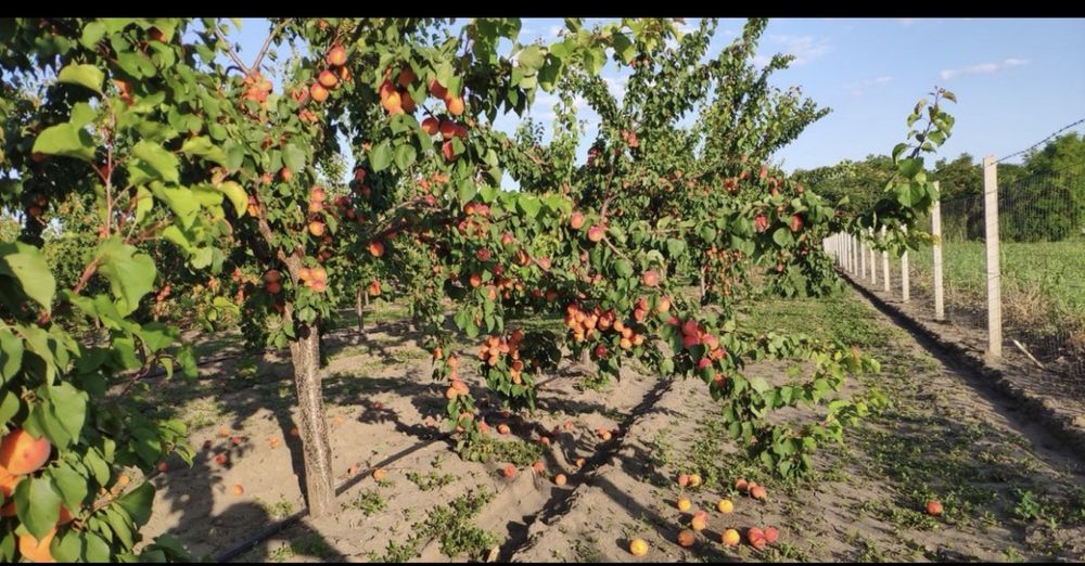 Caise pentru tuica si vin caltiate superioara