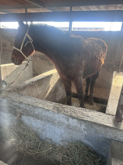 Бордақы сатылады