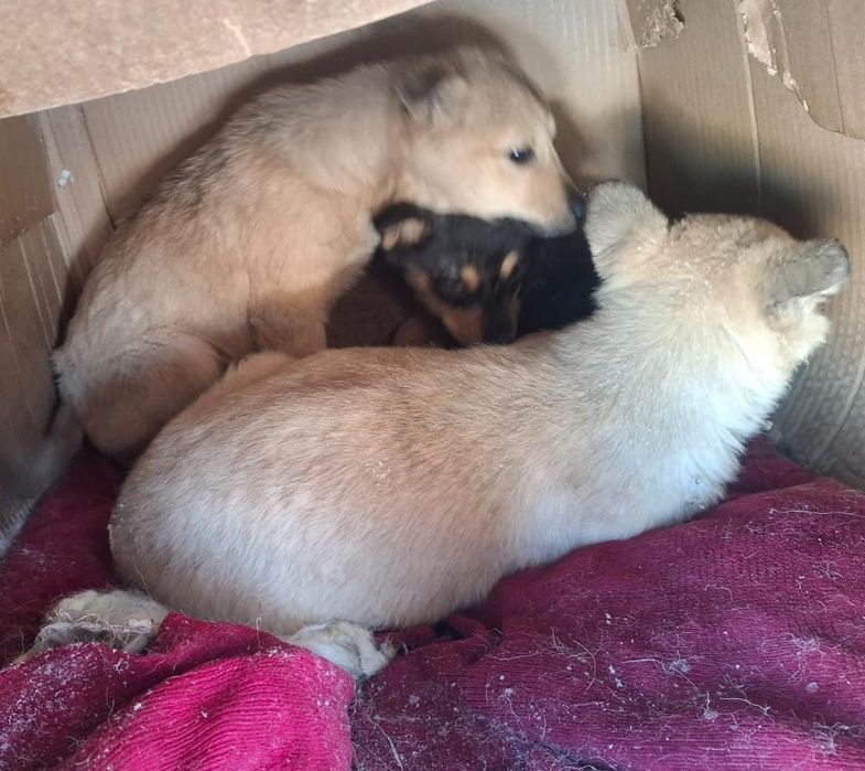 Щенки , бесплатно