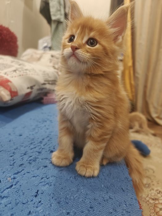 Мейн Кунчики 30 тыс